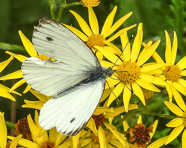 20210725 1940CPw [D~LIP] Kleiner Kohlweißling (Pieris rapae), Jakobs-Greiskraut (Jacobaea vulgaris), Bad Salzuflen