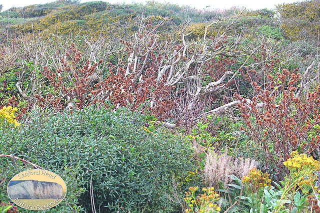 Nature's tapestry - Seaford Head Nature Reserve - 23 8 2011