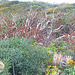 Nature's tapestry - Seaford Head Nature Reserve - 23 8 2011