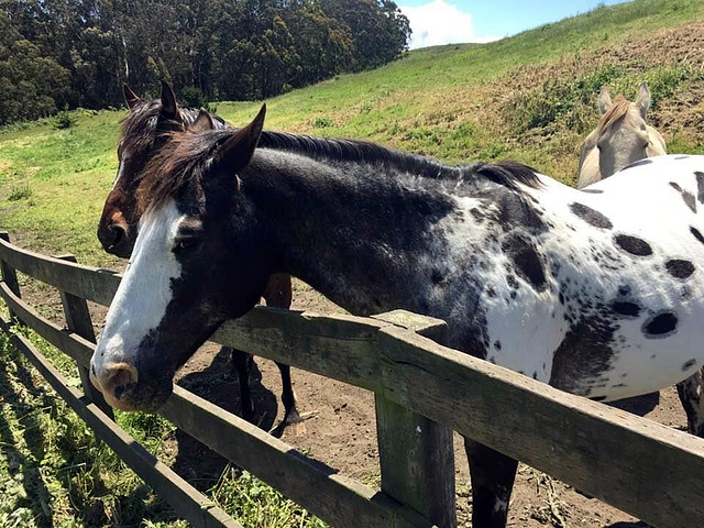 Dalmation Pony Audition