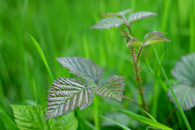 Feuille commune