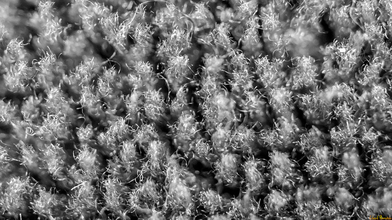Mikrofaserdecke - Fussel an Fussel