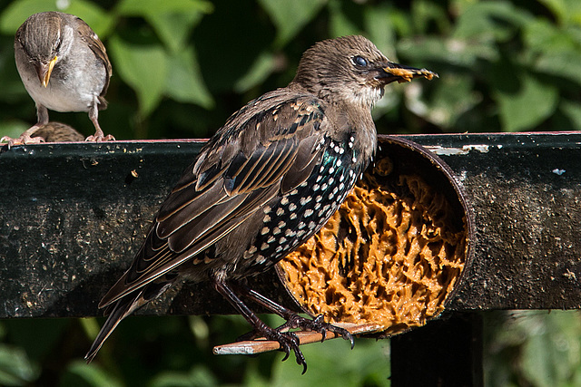 20140908 4886VRAw [NL] Star (Sturnus vulgaris), Haussperling, Terschelling