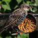 20140908 4886VRAw [NL] Star (Sturnus vulgaris), Haussperling, Terschelling