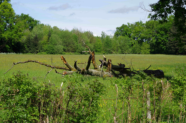 parc du château de la Grange - Lapeyrouse - Ain