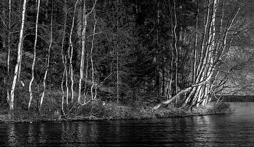 curved birches