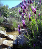 Lavender and mountain stream