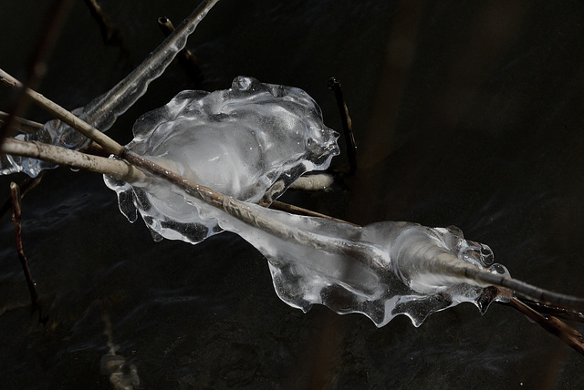 Eisgeist, der sich ans Schilf klammert