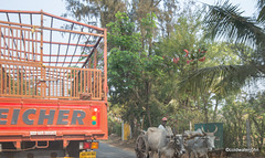 Nandgaon to Alibag road - bullock carts aplenty!