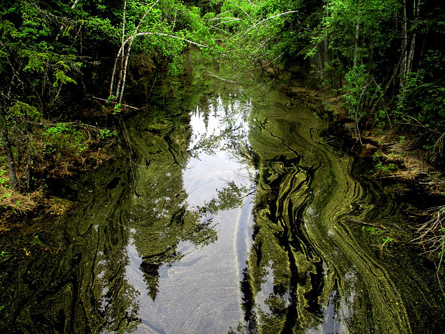 Pollen on the slough