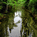 Pollen on the slough