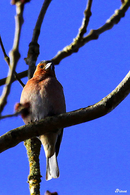 Pinson des arbres