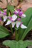 Galearis spectabilis (Showy orchis)