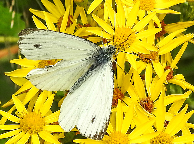 20210725 1941CPw [D~LIP] Kleiner Kohlweißling (Pieris rapae), Jakobs-Greiskraut (Jacobaea vulgaris), Bad Salzuflen