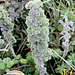 What preceded the seeds?  - Seaford Head Nature Reserve  - 23 8 2011