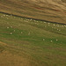 Sheep on the move
