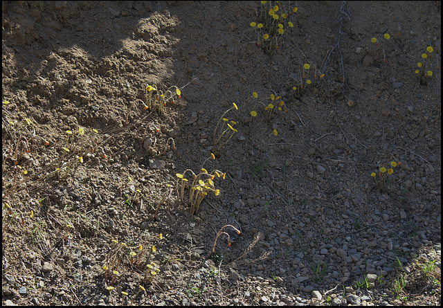 Tussilago farfara