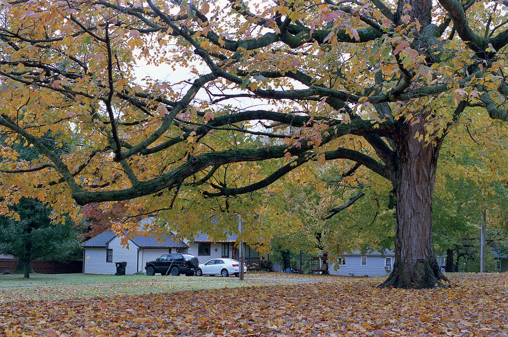 Fall Tree 2017