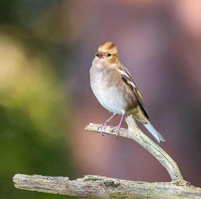 Chaffinch