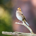 Chaffinch