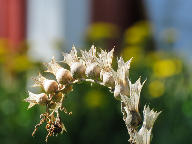 Black Henbane seedpods