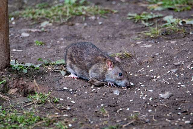 A rat under bird feeders