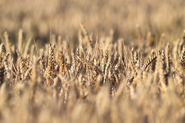 EOS 90D Peter Harriman 20 13 14 34236 cornfield dpp