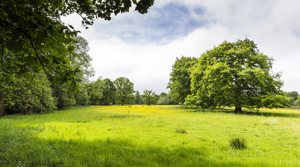 Spring meadow