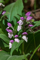 Galearis spectabilis (Showy orchis)