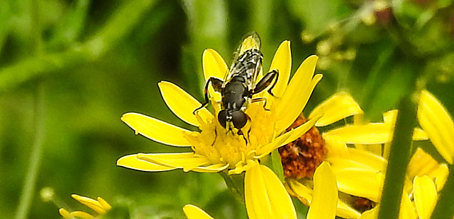 20210725 1943CPw [D~LIP] Insekt, Jakobs-Greiskraut (Jacobaea vulgaris), Bad Salzuflen