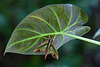 Green Pergesa hawkmoth resting on his former foodplant  Alocasia