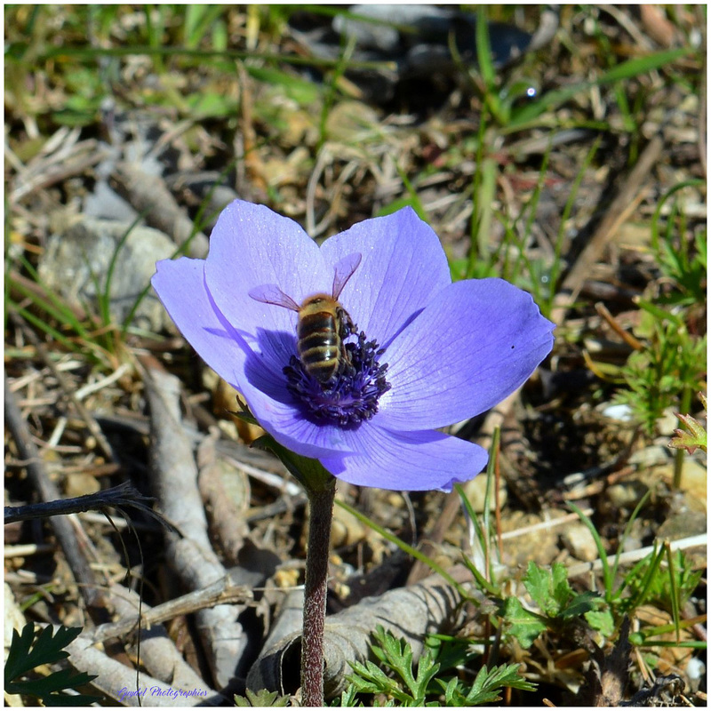 Les Abeilles aussi ...