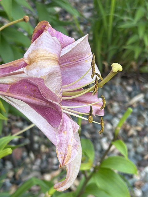 the lilies are done already