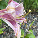 the lilies are done already