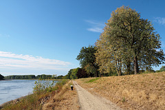 Der Rhein bei Sonnenschein