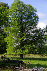 cyprès chauve dans le parc du château de la Grange - Lapeyrouse - Ain