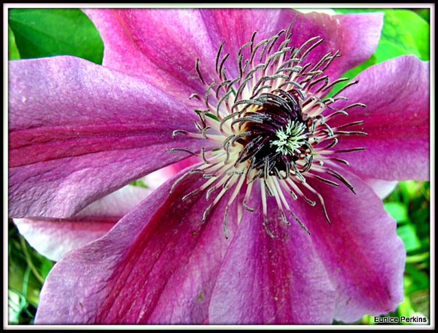 Clematis