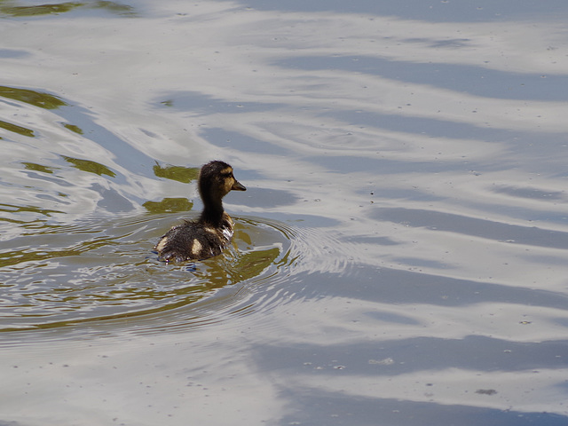 parc des oiseaux Villars les Dombes