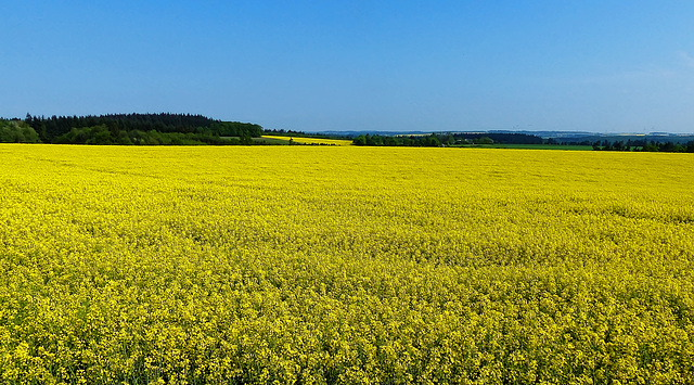 Rapeseed - Koolzaad - Colza - Raps