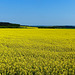 Rapeseed - Koolzaad - Colza - Raps