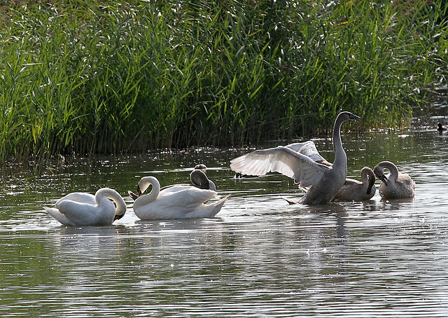 Familie Schwan