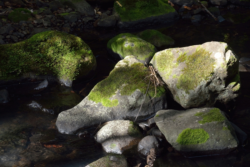 #10 - Steve Paxton - Rocks In Stream - 28 ̊ 0v