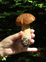 Steinpilz