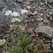 Achillea millefolium, Canada L1010133