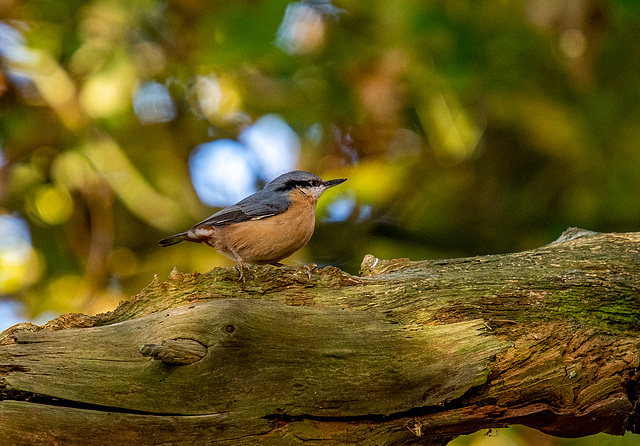 Nuthatch
