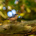 Nuthatch