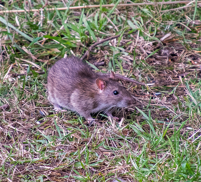 A rat under some bird feeders