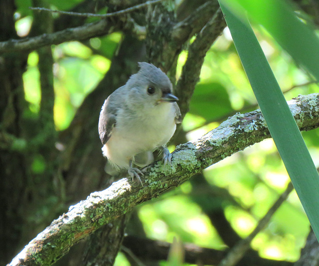 A young Tufted Titmouse.