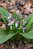 Galearis spectabilis (Showy orchis)