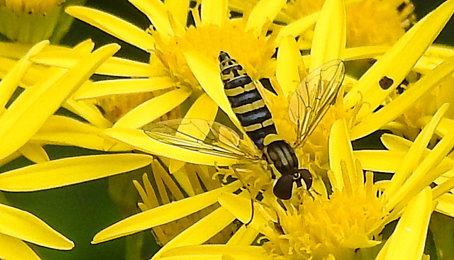 20210725 1944CPw [D~LIP] Langbauchschwebfliege (Sphaerophoria scripta) [w], [Stiftschwebfliege], Jakobs-Greiskraut (Jacobaea vulgaris), Bad Salzuflen